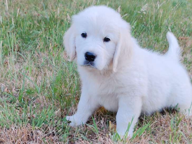 Chiots Golden Retriever LOF à vendre