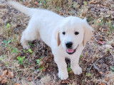 Chiots Golden Retriever LOF à vendre