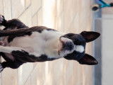 Sultan, mâle Boston avec un superbe pedigree disponible pour saillie