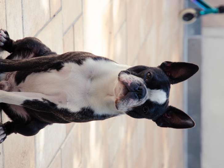 Sultan, mâle Boston avec un superbe pedigree disponible pour saillie