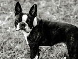 Sultan, mâle Boston avec un superbe pedigree disponible pour saillie