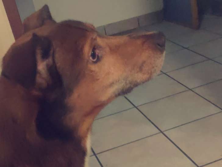 Chien adulte Mâle à donner