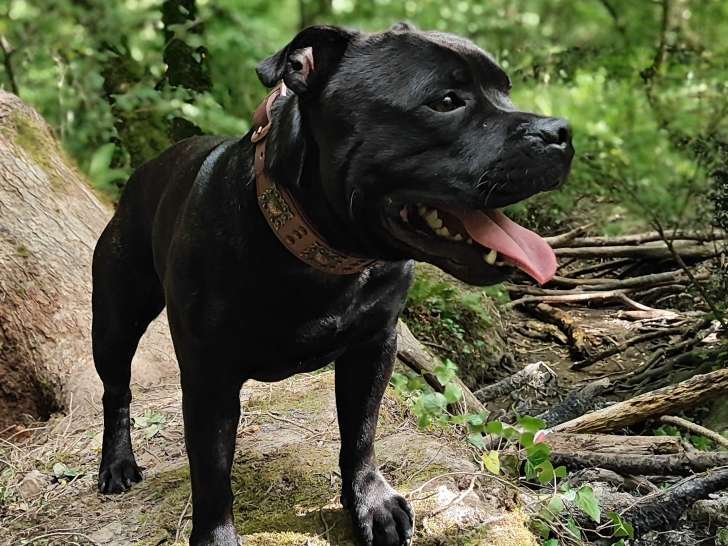 Mâle Staffordshire Bull Terrier disponible pour saillie
