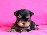 Magnifique femelle Yorkshire Terrier LOF à vendre