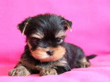Magnifique femelle Yorkshire Terrier LOF à vendre