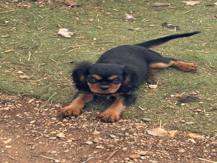 Chiots Cavaliers King Charles LOF à vendre