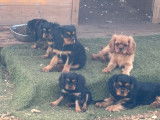 Chiots Cavaliers King Charles LOF à vendre