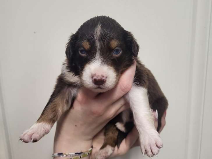 Chiots Berger Australien à vendre