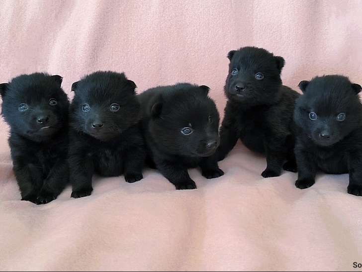 Chiots Schipperkes LOF à vendre