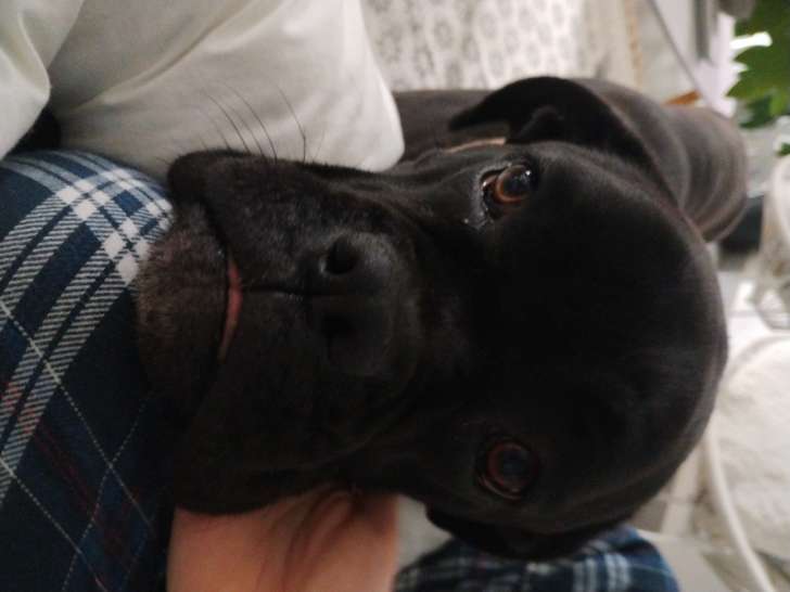 Femelle Boxer croisée Cane Corso à donner