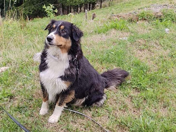 Femelle Berger Australien LOF à vendre