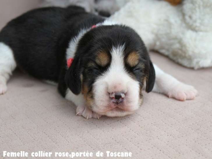 Chiots Beagle LOF à vendre