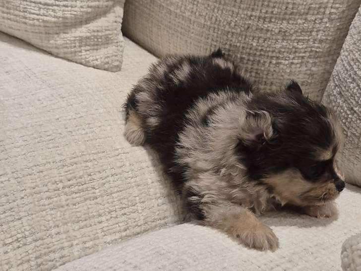 Chiots Spitz Nain merles à vendre