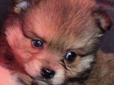 Pomchi blak tan à vendre