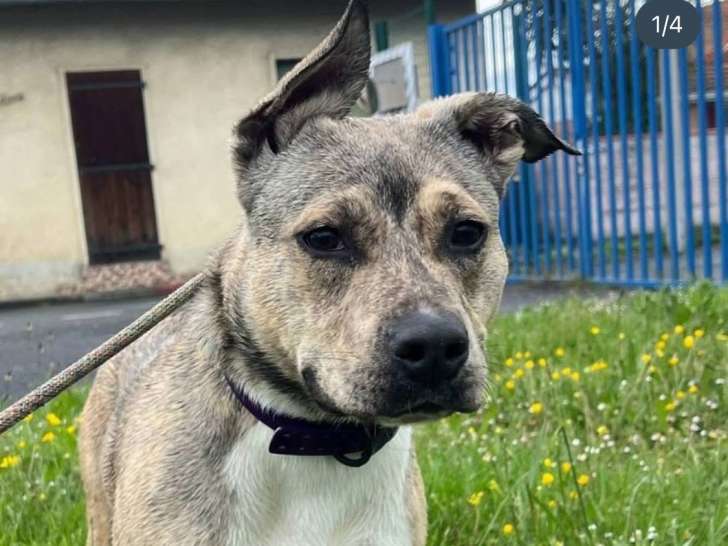 Veronica, chienne à adopter en SPA