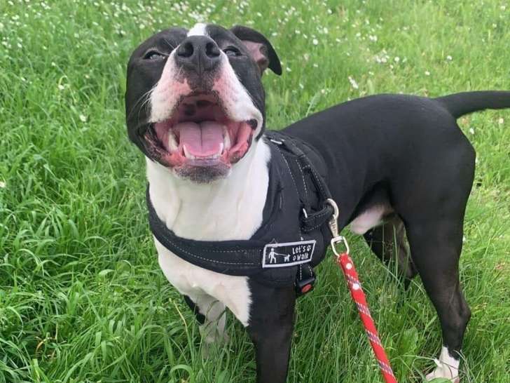 Texas, mâle Amstaff à adopter en SPA