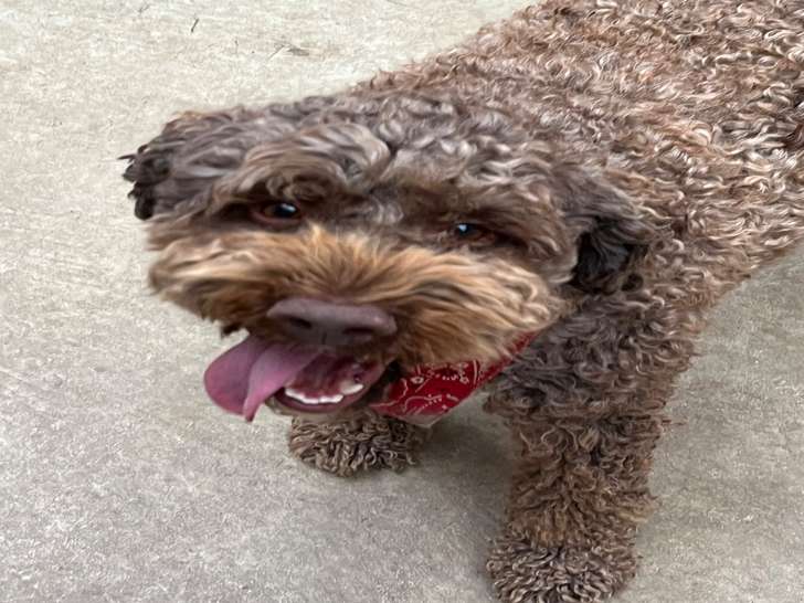 Chien adulte de race Lagotto Romagnolo Mâle à vendre