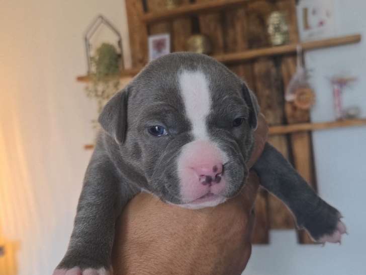 Chiots American Bully à vendre