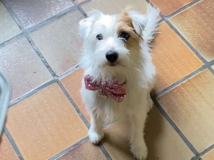 Mâle Terrier Jack Russell pour saillie