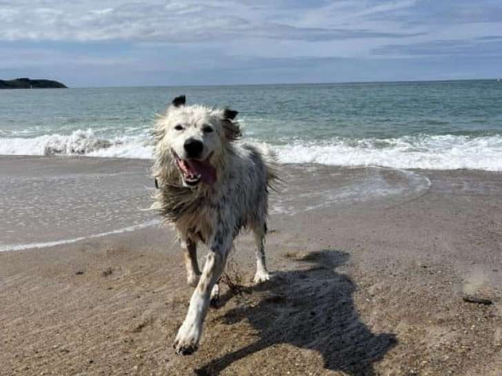 Isis, chienne Setter Anglais à adopter