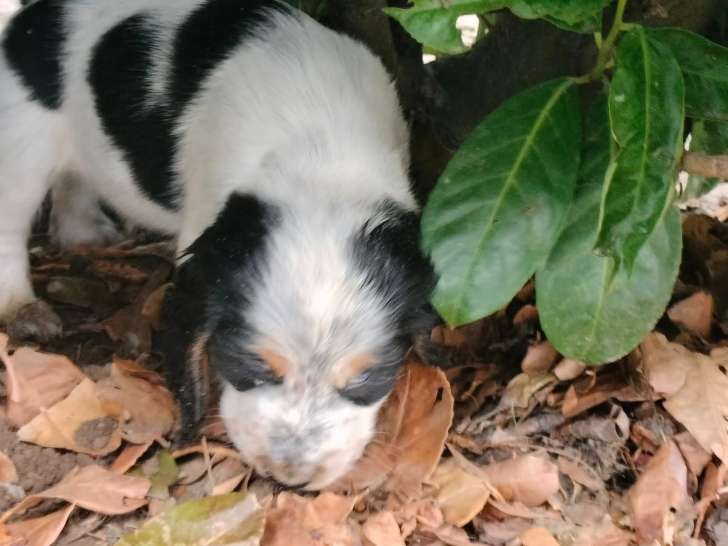 Chiot de race Cocker Anglais mâle à vendre