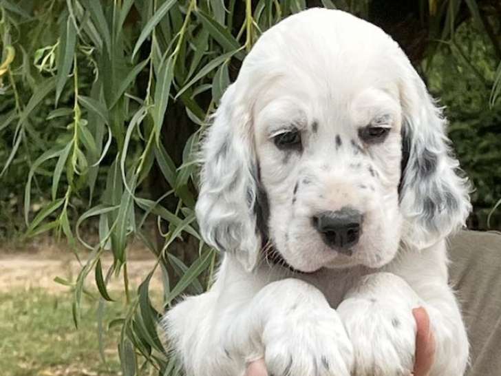 Chiots Setters Anglais LOF chasse et beauté