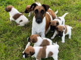 Chiots Fox-Terrier à poil lisse à naître