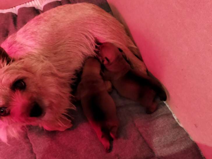 Chiots Norwich Terrier LOF à vendre
