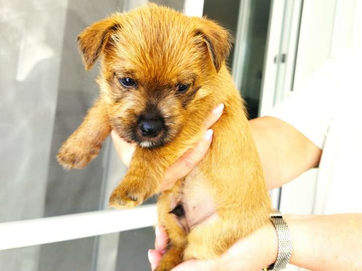 Chiots Norwich Terrier LOF à vendre
