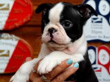 Superbes chiots Boston Terrier à vendre