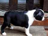 Superbes chiots Boston Terrier à vendre