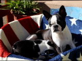 Superbes chiots Boston Terrier à vendre