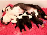 Superbes chiots Boston Terrier à vendre