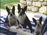 Superbes chiots Boston Terrier à vendre