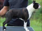 Superbes chiots Boston Terrier à vendre