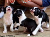 Superbes chiots Boston Terrier à vendre
