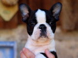 Superbes chiots Boston Terrier à vendre