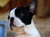 Superbes chiots Boston Terrier à vendre