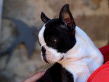Superbes chiots Boston Terrier à vendre