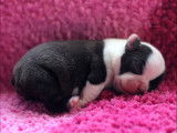 Superbes chiots Boston Terrier à vendre