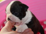 Superbes chiots Boston Terrier à vendre