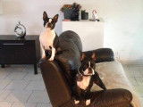 Superbes chiots Boston Terrier à vendre