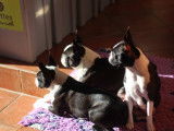 Superbes chiots Boston Terrier à vendre