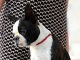 Superbes chiots Boston Terrier à vendre