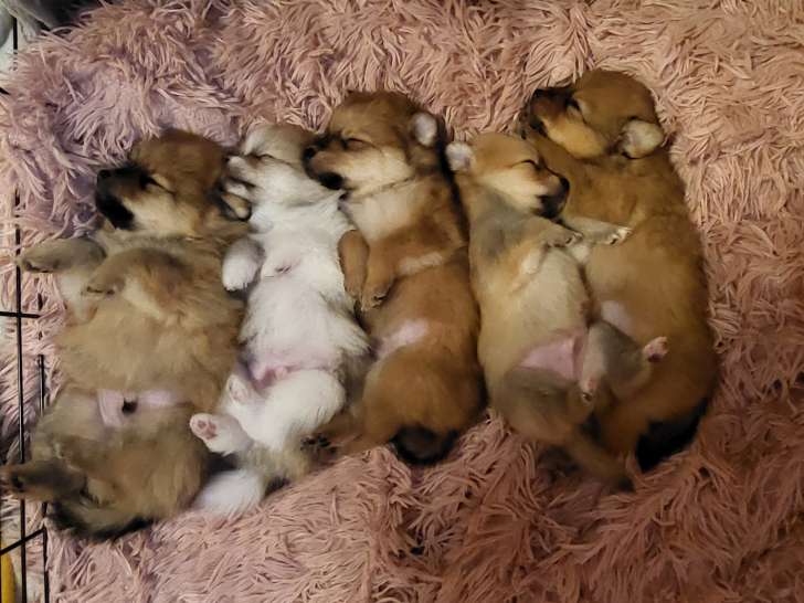 Chiots de race Spitz Allemand à vendre (2 femelles & 3 mâles)