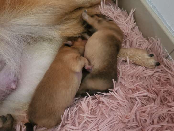 Chiots de race Spitz Allemand à vendre (2 femelles & 3 mâles)