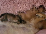 Chiots de race Spitz Allemand à vendre (2 femelles & 3 mâles)