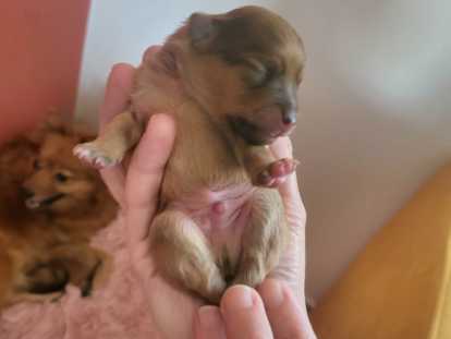 Chiots de race Spitz Allemand à vendre (2 femelles & 3 mâles)