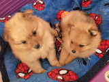 Chiots de race Spitz Allemand à vendre (2 femelles & 3 mâles)