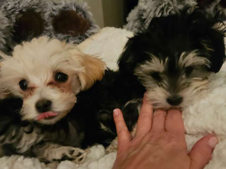 Bella & Roxy
